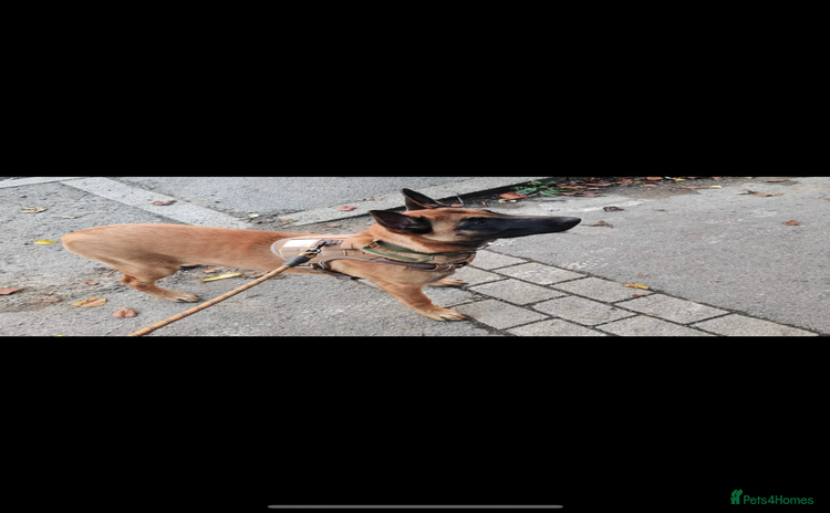 Belgian Shepherd Dog dogs - Advert 4