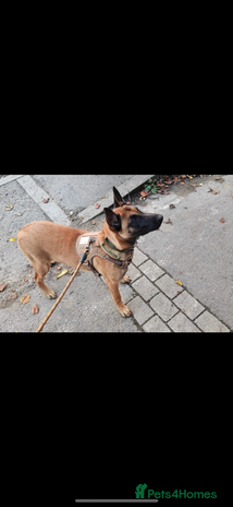 Belgian Shepherd Dog dogs - Advert 4