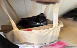 Mixed Breed cats for sale: Cheeky kittens - Image 9