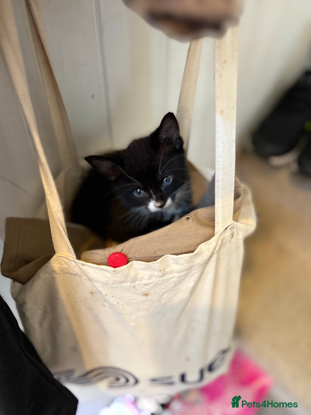 Mixed Breed cats for sale: Cheeky kittens - Image 9