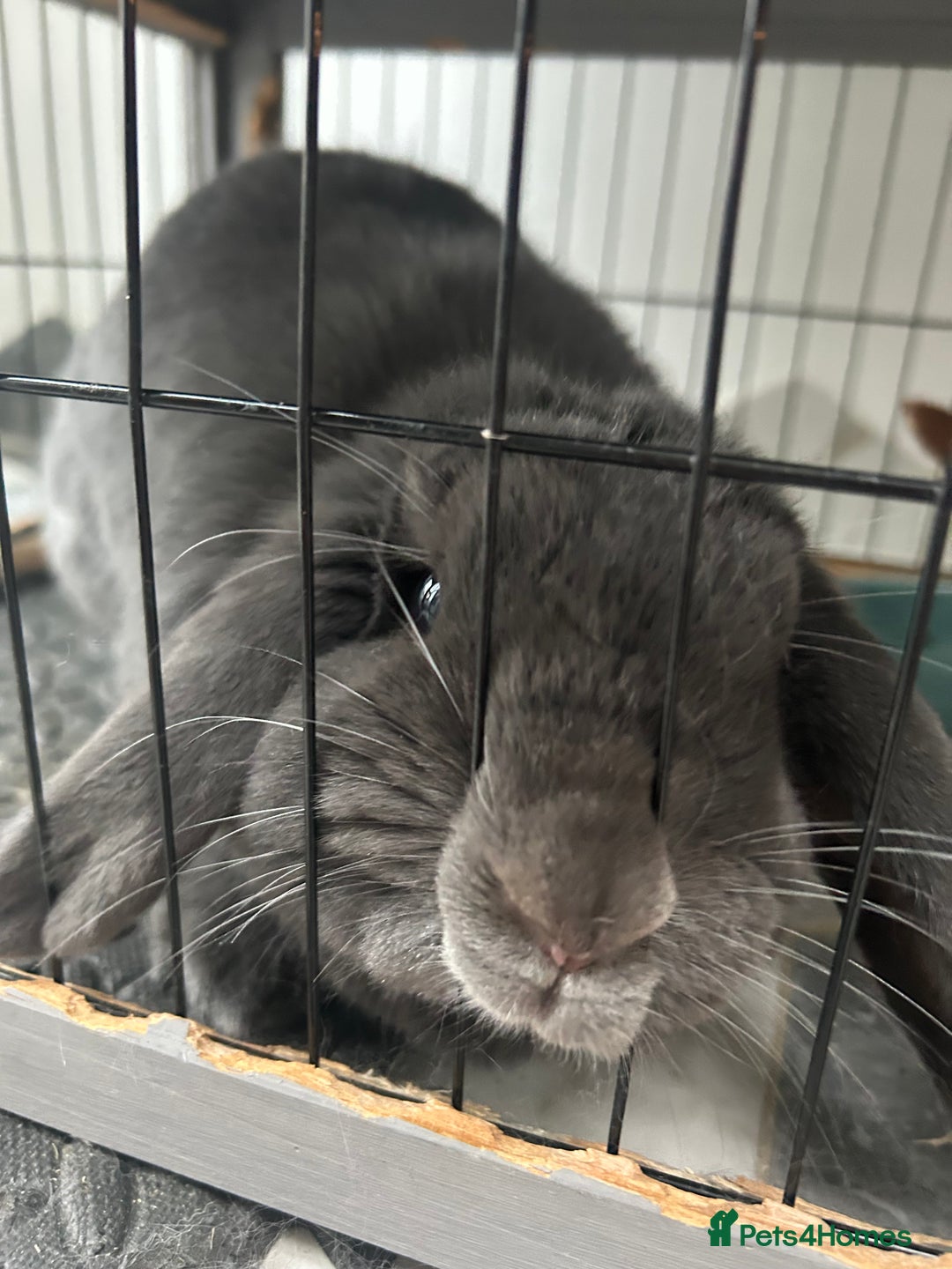 Mini Lop rabbits for sale: 2 Female Mini Lop Bunnies looking for new home - Advert 7