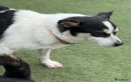 Mixed Breed dogs for adoption: Gorgeous Dylan needs a home! - Image 14