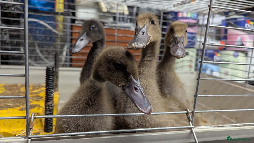 Ducks poultry for sale: 4 ducklings looking for homen - Advert 2