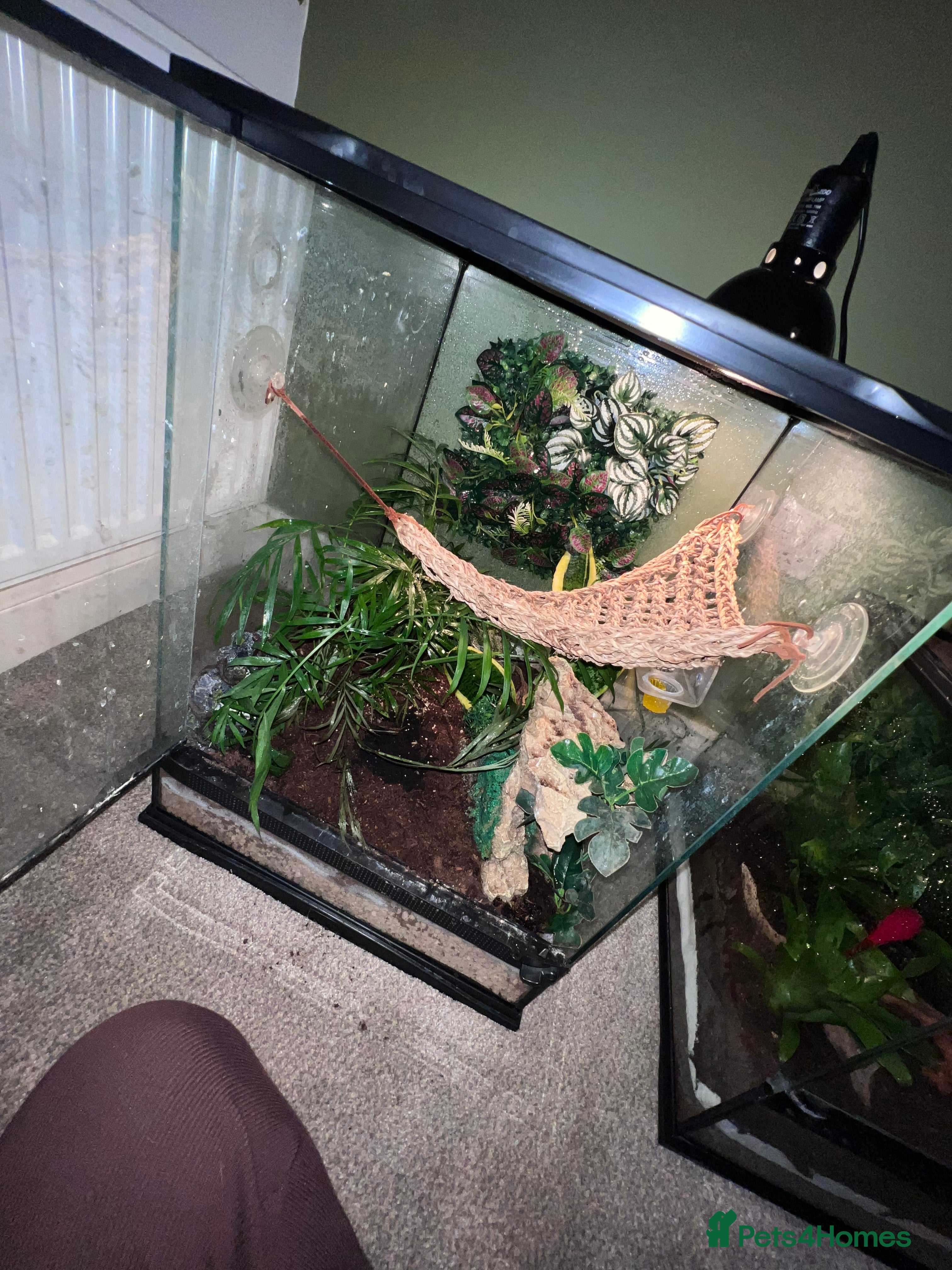 Gecko reptiles Crested gecko - Advert 2