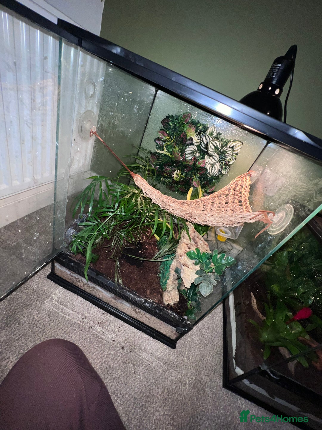 Gecko reptiles for sale: Crested gecko - Advert 1