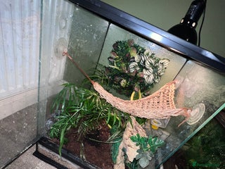 Gecko reptiles Crested gecko - Advert 1