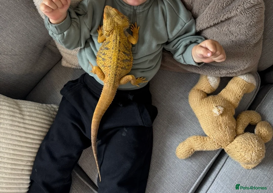 Bearded Dragon reptiles for sale: Bearded Dragon 🐉  in Bristol - Advert 2