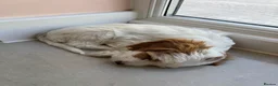 Cockapoo dogs for sale: Gorgeous Cockapoo Puppy  in Hinckley - Advert 10