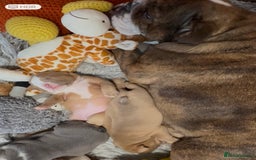 English Bulldog dogs for sale: English bulldogs pup - Image 6