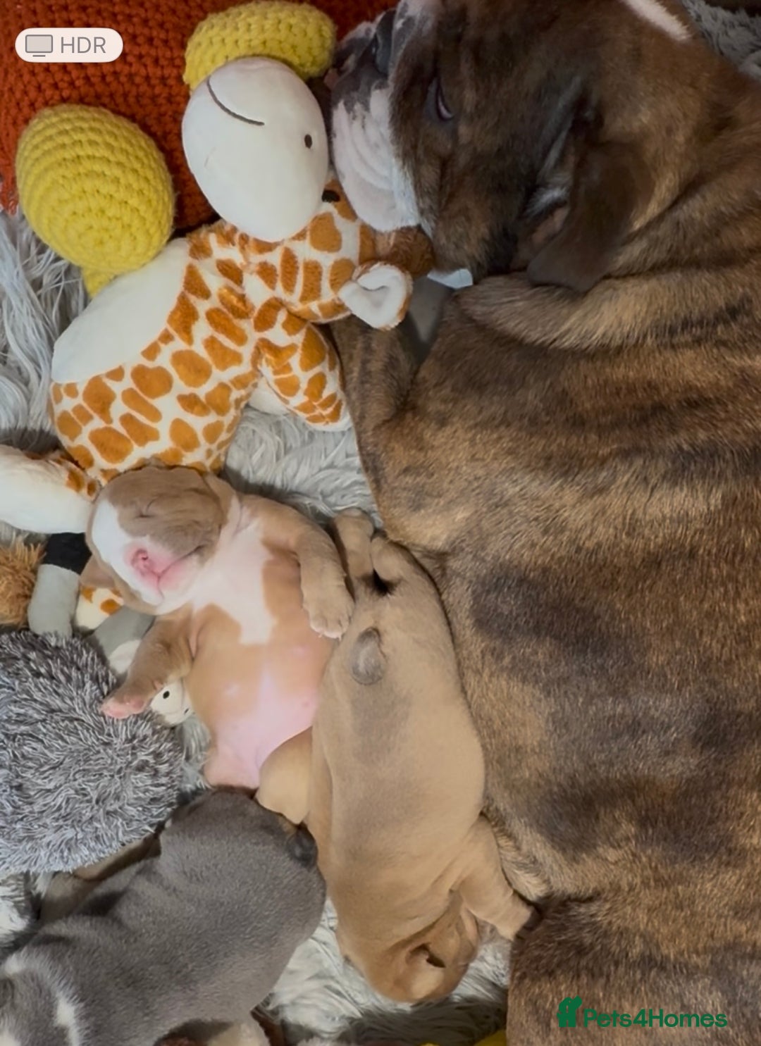 English Bulldog dogs for sale: English bulldogs pup - Image 6