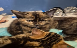 Mixed Breed cats for sale: 3 beautiful mixed girls - Image 2