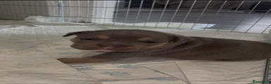 American Bully Puppy 2