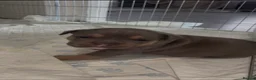 American Bully dogs for sale: Pocket bully puppies  - Advert 7