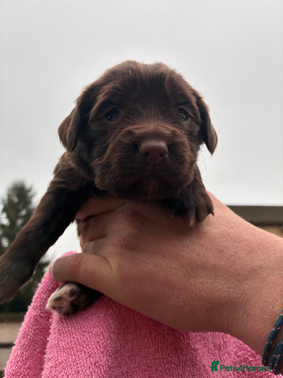 Cocker Spaniel dogs for sale: True working Cocker Spaniels docked  - Advert 9