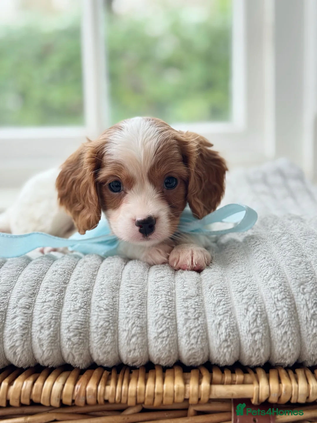 Cavapoo dogs for sale: Stunning F2 cavapoo health tested - Advert 32