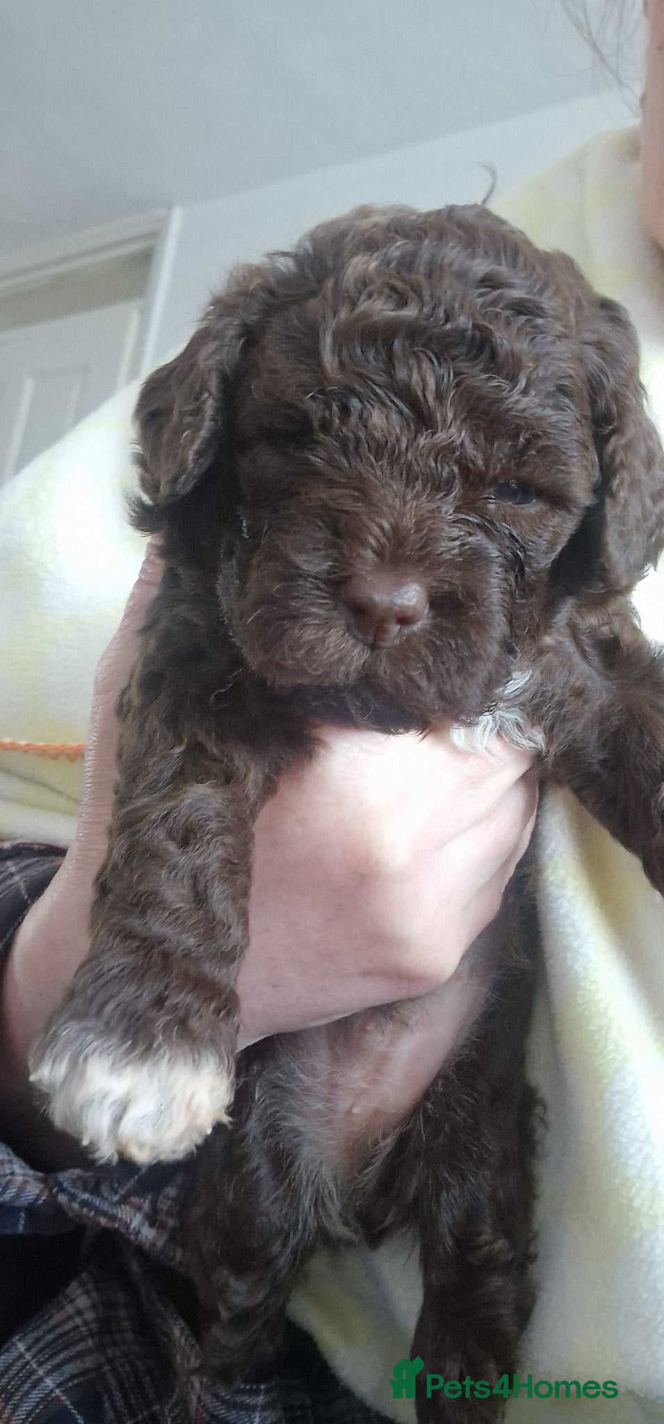 Lagotto Romagnolo dogs LAGOTTO ROMAGNOLO – EXPECTED KC REGISTERED LITTER - Advert 6