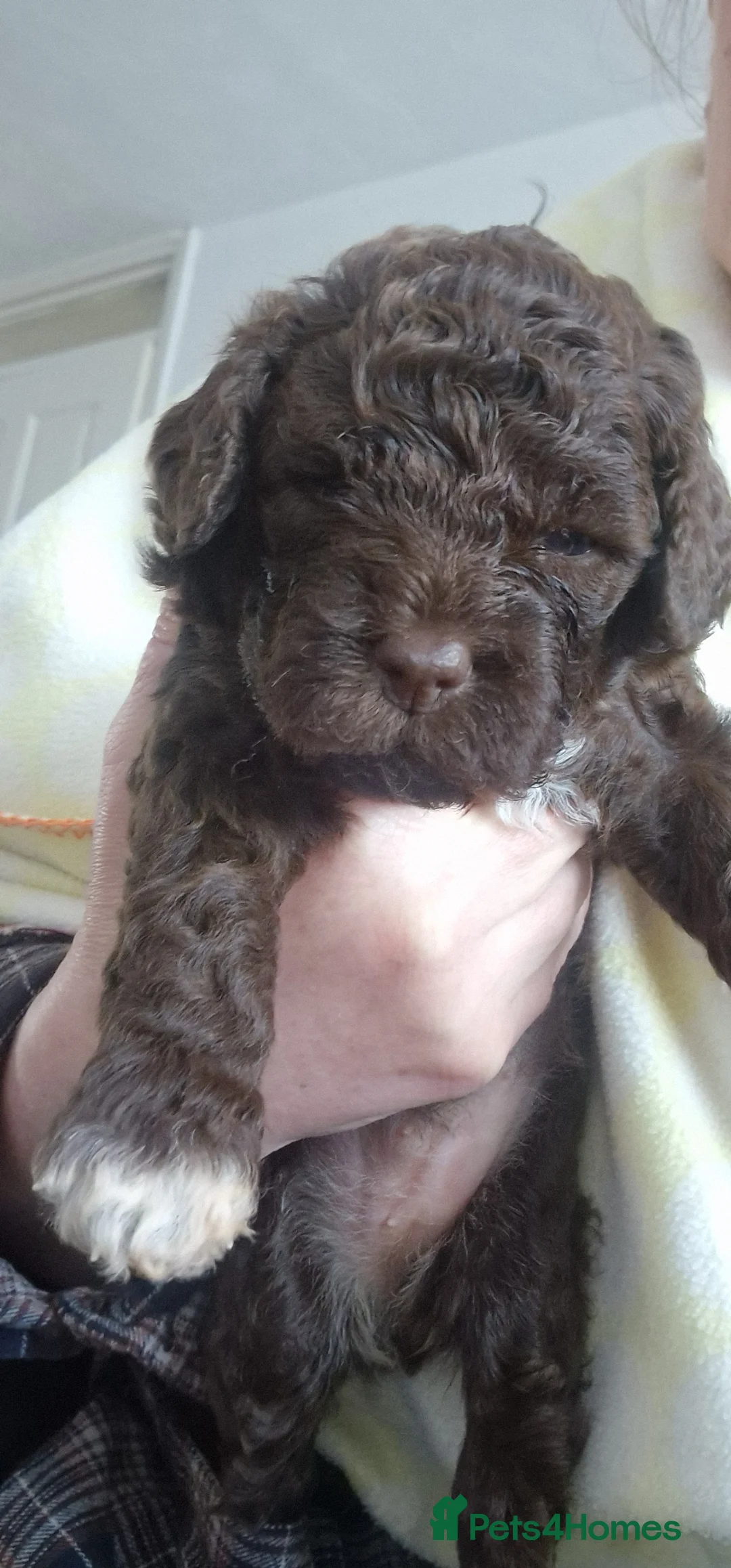 Lagotto Romagnolo dogs for sale: LAGOTTO ROMAGNOLO – EXPECTED KC REGISTERED LITTER - Advert 2