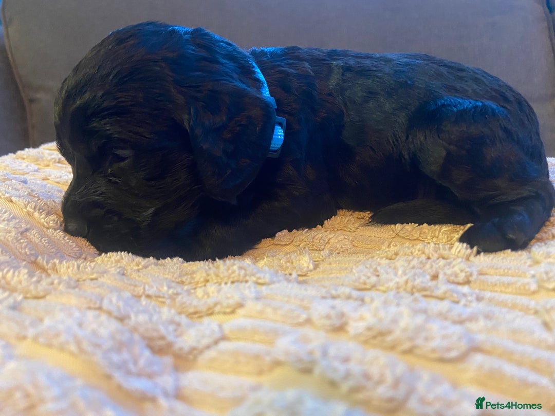 Cocker Spaniel dogs for sale: 10 Gorgeous KC Cocker Spaniel Puppies - Image 21