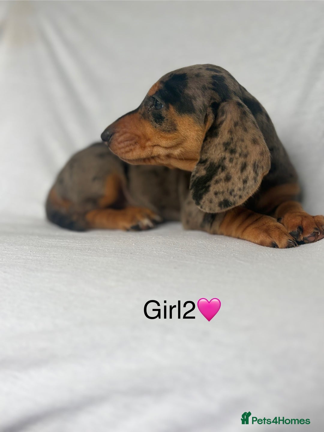 Miniature Dachshund dogs for sale: Beautiful babies ready for there5⭐️ home - Advert 13