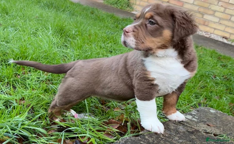 Olde English Bulldogge dogs ⭐️ REDUCED ⭐️ READY NOW ⭐️  - Advert 4