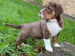 Olde English Bulldogge dogs ⭐️ REDUCED ⭐️ READY NOW ⭐️ - Advert 1