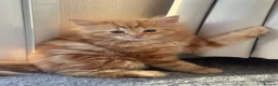 Ragdoll cats for sale: Ragdoll × Maine Coon Kittens for Sale flame point - Advert 9