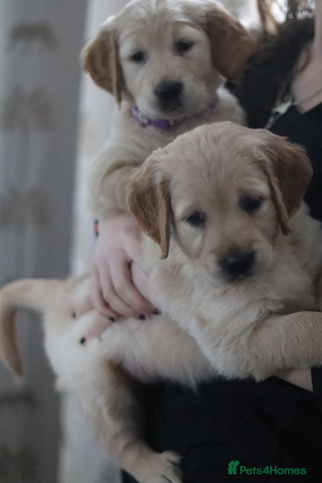 Golden Retriever dogs ⭐️ 2 beautiful golden KC reg girls left ⭐️ - Advert 17