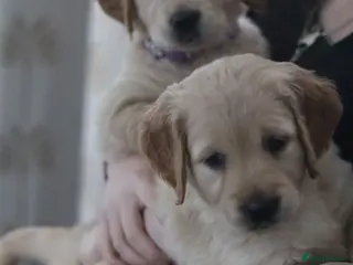 Golden Retriever dogs ⭐️ 2 beautiful golden KC reg girls left ⭐️ - Advert 3