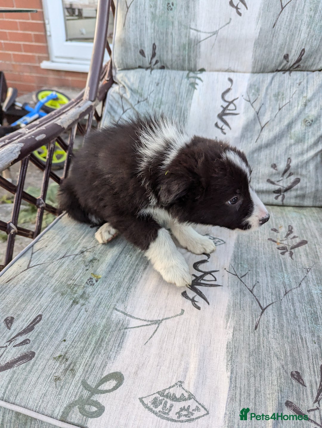 Border Collie dogs for sale: 5 Beautiful Working Border Collie Pups - Image 11