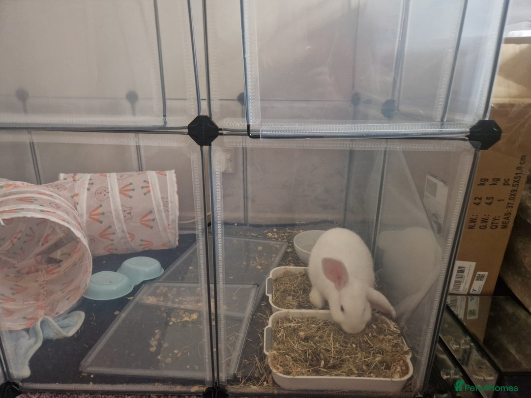 New Zealand rabbits for sale: New Zealand white rabbit  - Image 3