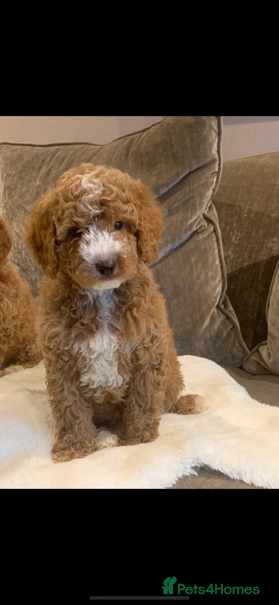 Aussiedoodle dogs for sale: Miniature Aussie Double Doddle puppies  - Advert 31