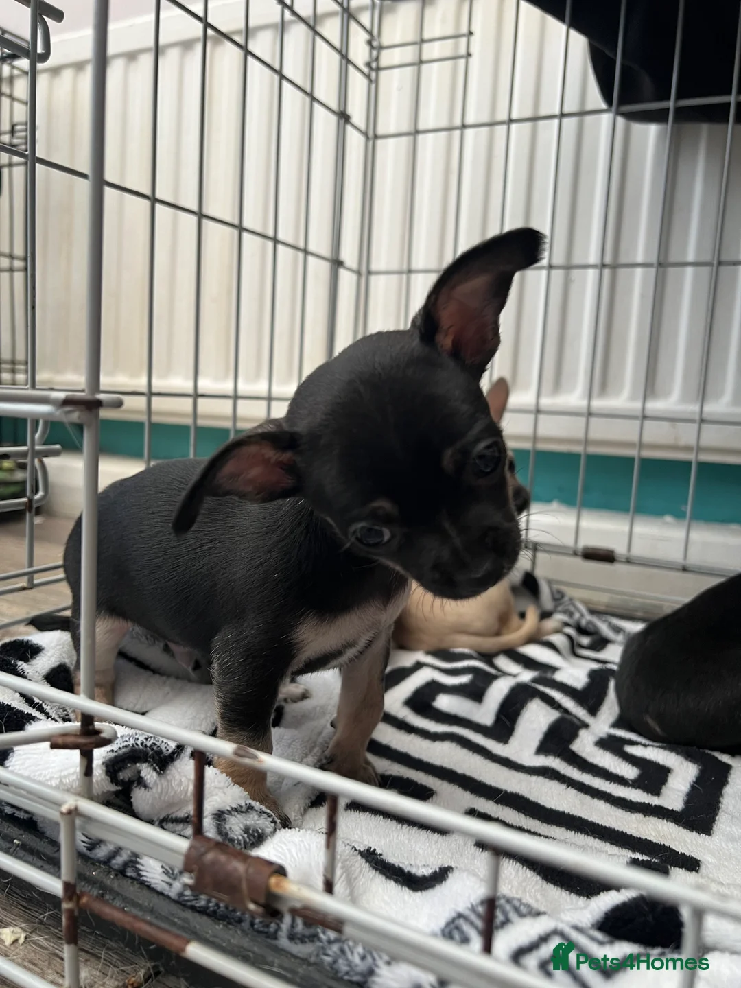 Chihuahua dogs for sale: Full breed chihuahua lovely puppies  - Advert 7