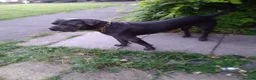 Cane Corso dogs for sale: Xmen blood line cane corso pups for sale  in London - Advert 3