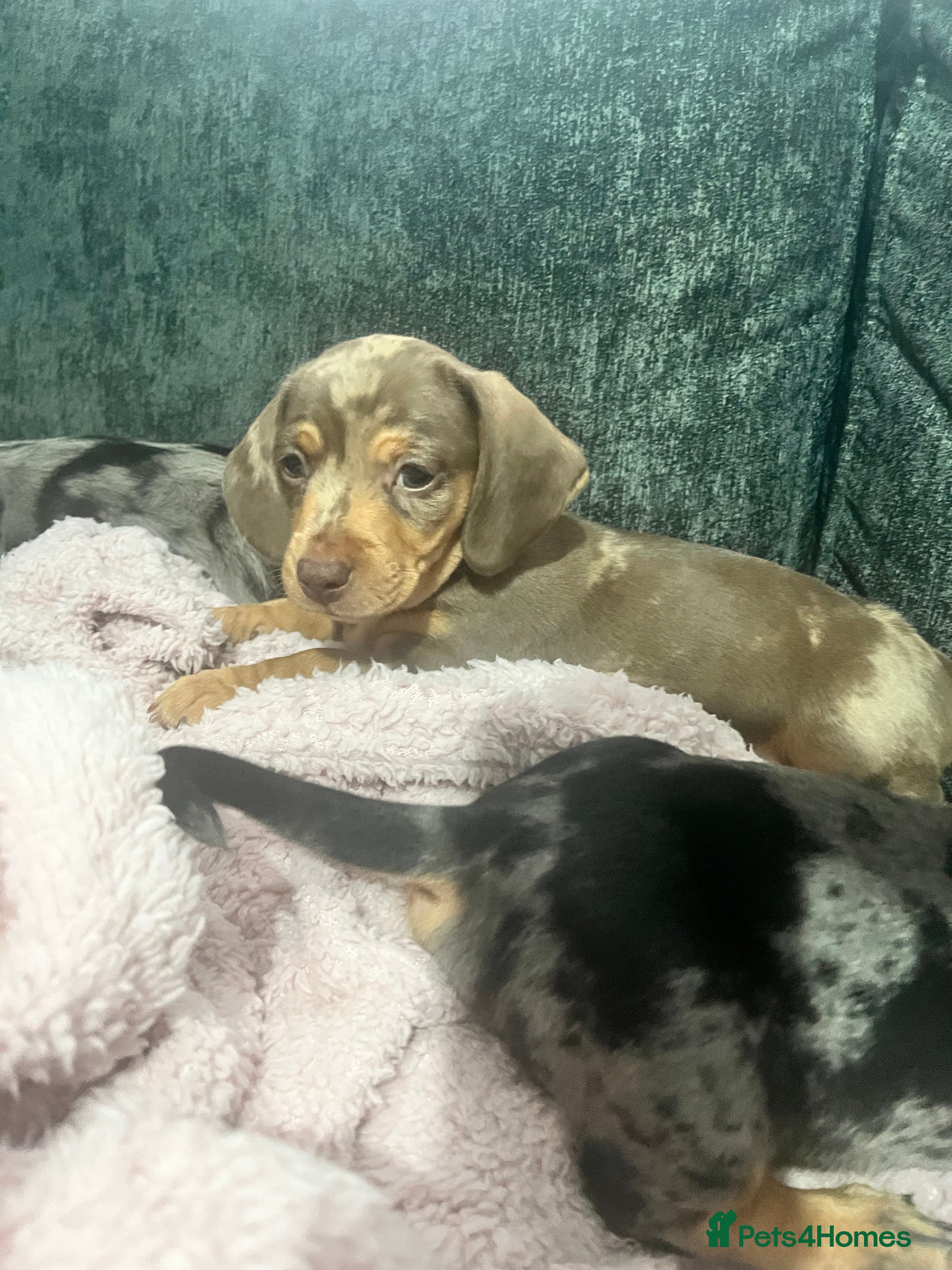 Miniature Dachshund dogs  ISABELLA DAPPLE BOY Minature Dachshund - Advert 10