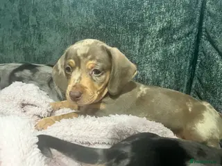 Miniature Dachshund dogs ISABELLA DAPPLE BOY Minature Dachshund - Advert 10