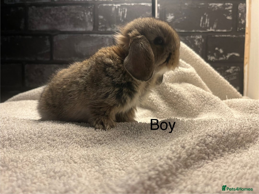 Mini Lop rabbits for sale: Mini lops and mini double maned lionheads  - Image 4