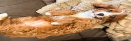 Cavapoo dogs for sale: Extensively health tested F1 Toy Cavapoo Puppies - Advert 17
