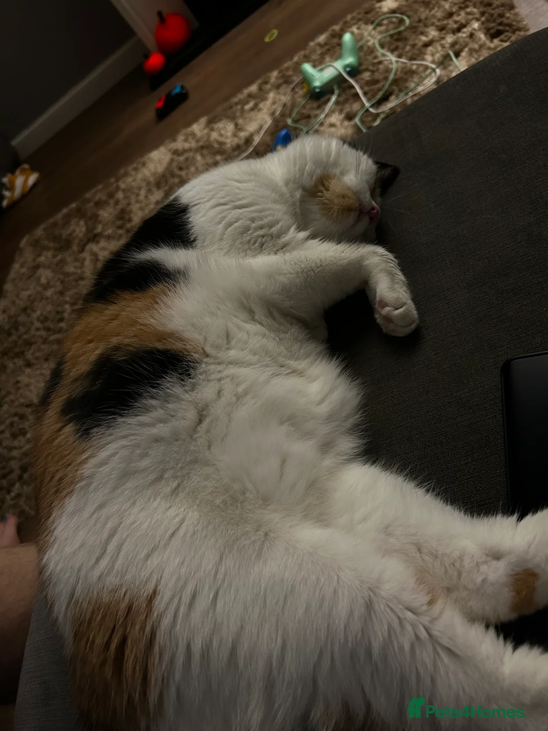 Mixed Breed cats for sale: Beautiful 3 year old cat ***free*** - Advert 4