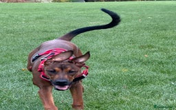 Mixed Breed dogs for sale: Cali  - Advert 5