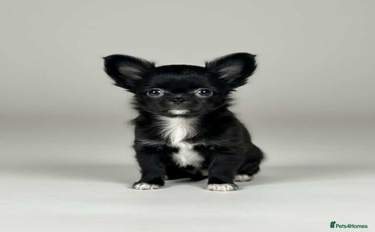 Chihuahua dogs - Advert 8