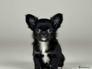 Chihuahua dogs - Advert 1