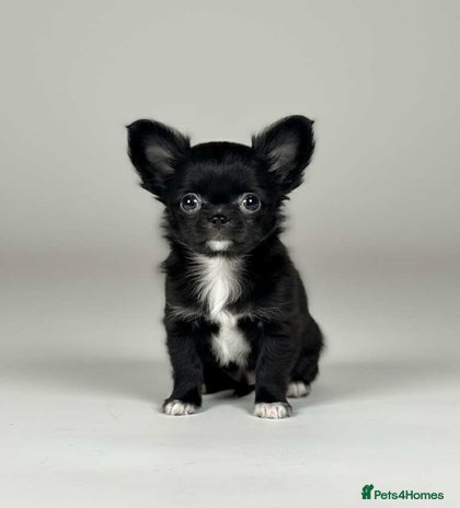 Chihuahua dogs - Advert 8