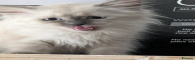 Siberian 1