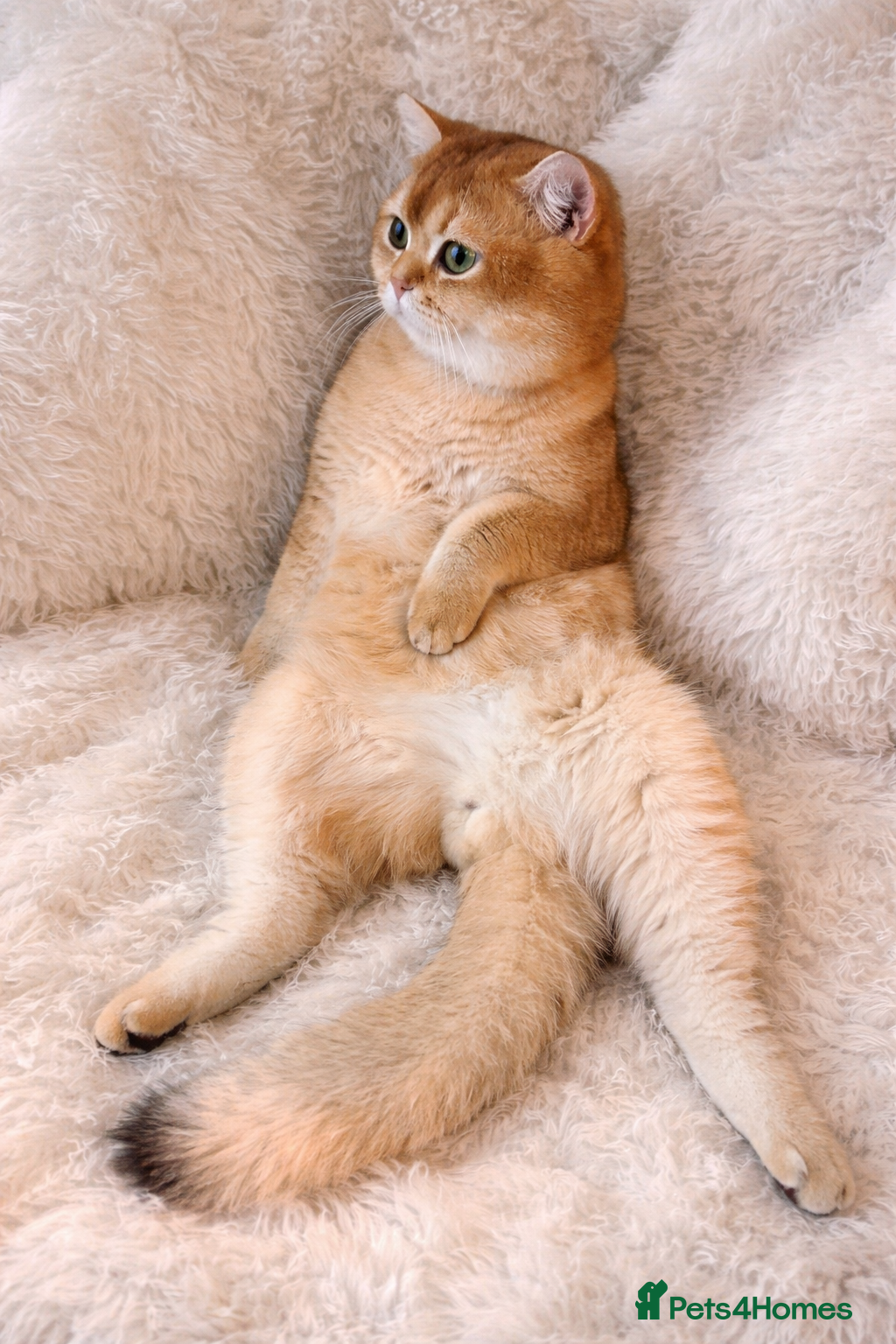 British Shorthair cats SHOW QUALITY STUD-BSH GOLDEN CHINCHILLA NY11 - Advert 10