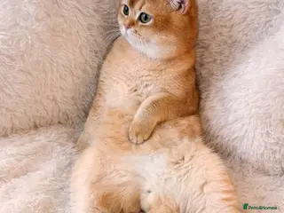 British Shorthair cats SHOW QUALITY STUD-BSH GOLDEN CHINCHILLA NY11 - Advert 10