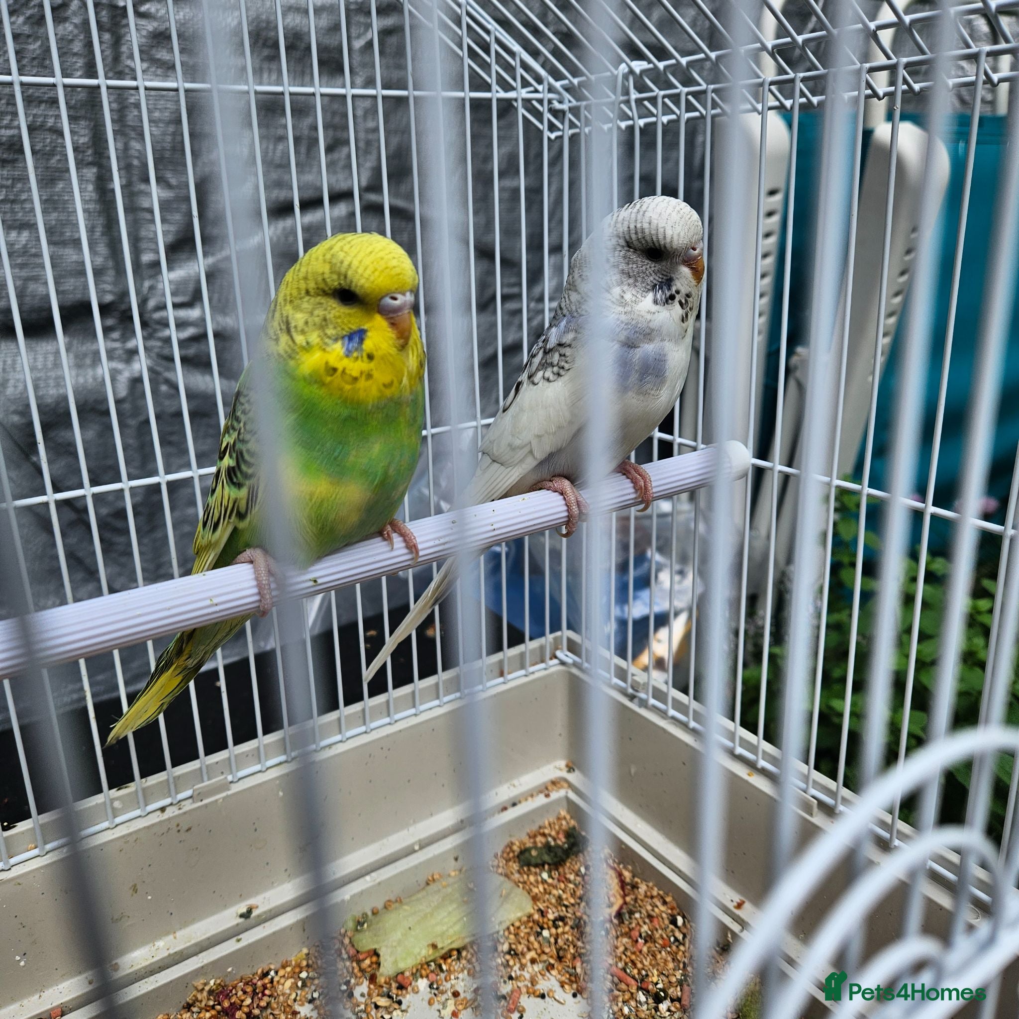 Budgerigars birds Budgies for Sale - Advert 1