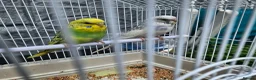 Budgerigars birds for sale: Budgies for Sale in Coalville - Advert 1