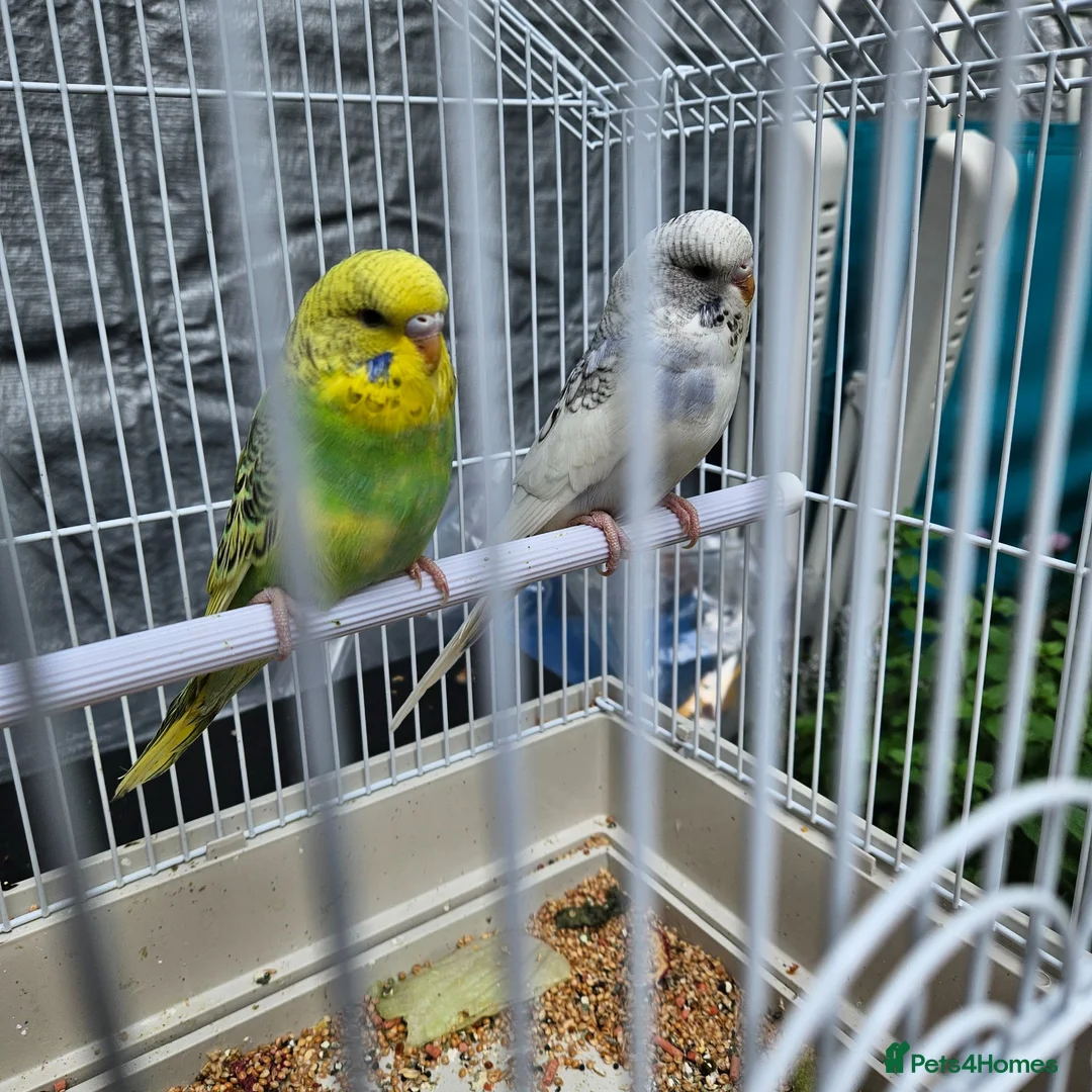 Budgerigars birds for sale: Budgies for Sale in Coalville - Advert 1