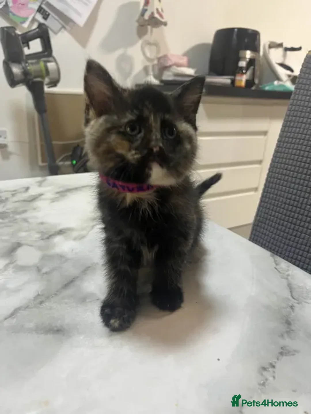 Ragdoll cats for sale: Beautiful Ragdoll Tortishell Kittens for sale! - Image 19