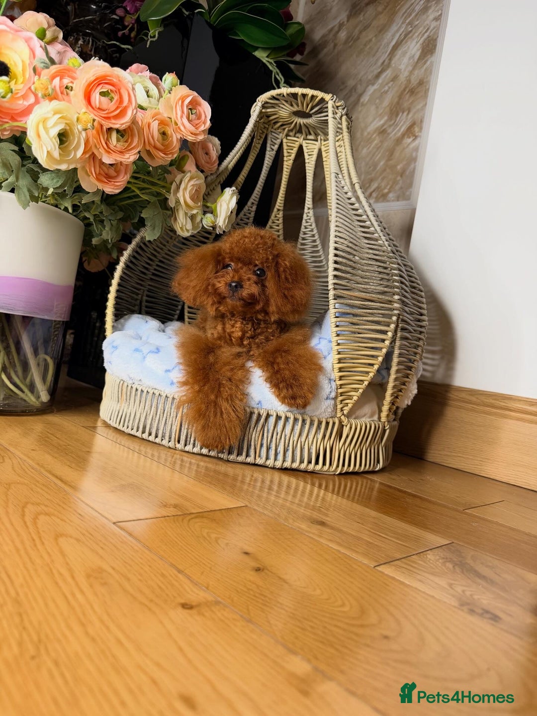 Toy Poodle dogs for sale: Asian micro poodle Boy - Image 23